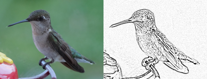 Hummingbird - Charcoal