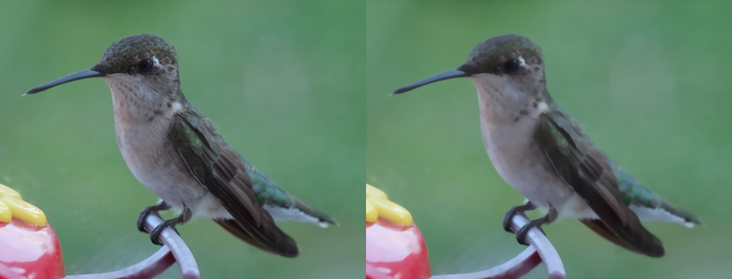 Hummingbird - Despeckle