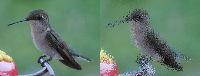 Hummingbird - Spread