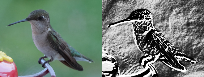 Hummingbird - Emboss
