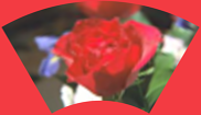 ../_images/distort-arc-background.png