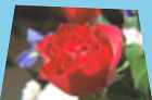 ../_images/distort-bilinear-forward.png
