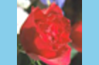 ../_images/distort-srt-angle.png