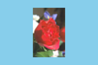../_images/distort-srt-scale-angle.png